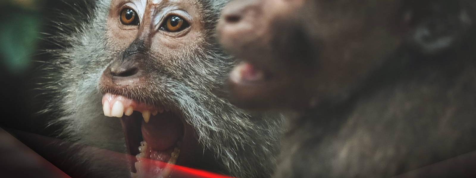 Информационные материалы об оспе обезьян