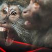 Информационные материалы об оспе обезьян